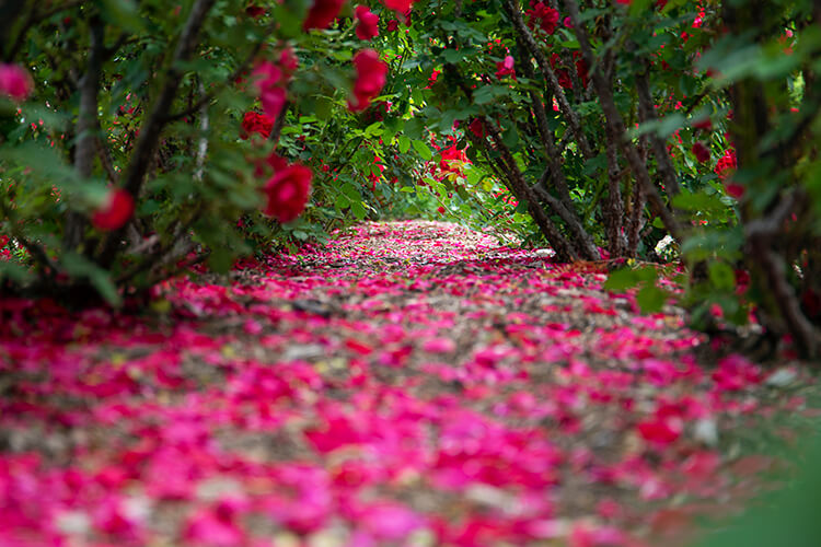 岩見沢市バラ園のバラの写真