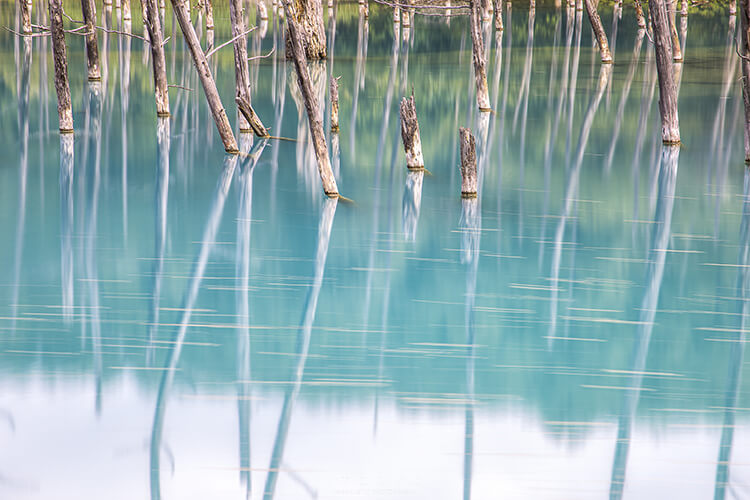 美瑛町の青い池の画像