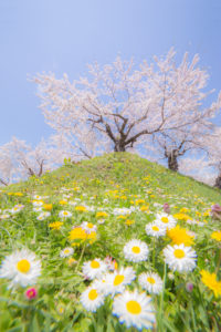 五稜郭桜の写真